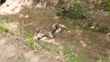 Tử chiến với cầy mangut, rắn hổ mang chúa bị cắn nát đầu