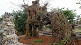 “Vi hành” làng cây cảnh thế khủng giá cao cực chất
