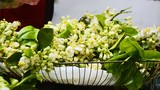 Hoa bưởi đầu mùa giá “chát” 200.000 đồng/kg hút khách Hà Nội