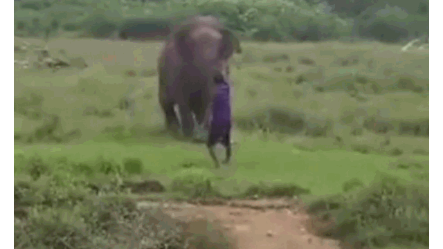 Video: Cố gắng “thôi miên” voi, người đàn ông nhận cái kết kinh hoàng