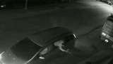 Video: Thanh niên thò người qua cửa ô tô, chích điện bắt trộm chó 10 kg trong 20 giây