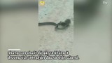 Video: Chuyện ngược đời khi chuột tấn công, đòi “ăn sống” rắn