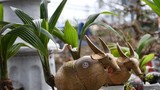 Độc lạ chơi Tết: dừa "hoa sen", bonsai dừa trâu độc lạ 