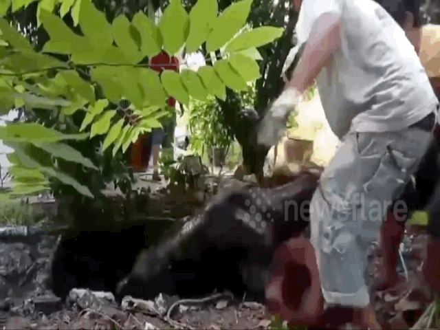 Video: Kéo bò khỏi giếng bùn bằng dây thừng quấn cổ