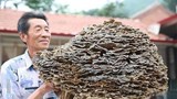 Đi hái thuốc, lão nông Trung Quốc tìm thấy “báu vật” trời ban 
