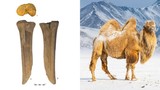 Bằng chứng gây sốc về “quái vật” khủng sống ở sa mạc Gobi