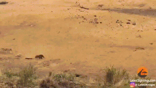 Video: Bị 7 sư tử đuổi lợn bướu phi tốc lực chạy trốn và cái kết không ngờ