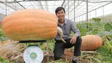 Quả bí ngô to nhất Việt Nam nặng hơn 120 kg