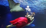 Hàn Quốc: Thợ lặn mặc Hanbok, bơi lội chúc Tết với cá đuối