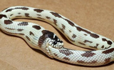 Giải mã thú vị: Vì sao rắn tự ăn thịt chính mình? 
