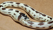 Giải mã thú vị: Vì sao rắn tự ăn thịt chính mình? 
