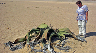 Kinh ngạc loài “bạch tuộc” trườn khắp sa mạc bất tử cả ngàn năm 