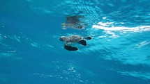 Thái Bình thả cá thể rùa biển về tự nhiên: Loài trong Sách Đỏ!