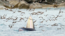 Khoảnh khắc hiếm: Cá voi xanh thoả sức săn mồi ở biển Bình Định