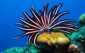 Chiêm ngưỡng những loài sinh vật đẹp nhất đại dương 