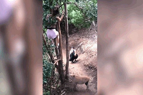 Video: Bị lợn rừng truy đuổi, cô gái sợ hãi trèo lên cây lánh nạn