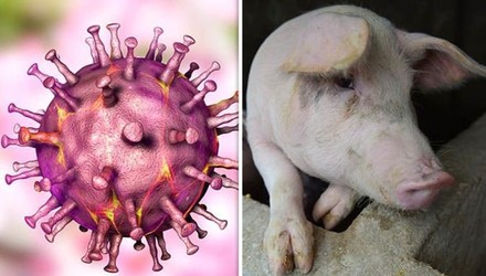 Video: Cảnh báo siêu vi khuẩn kháng kháng sinh từ lợn lây sang người