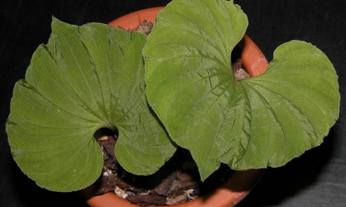 Khám phá loài cây có duy nhất 1 chiếc lá tại Việt Nam - Kienthuc