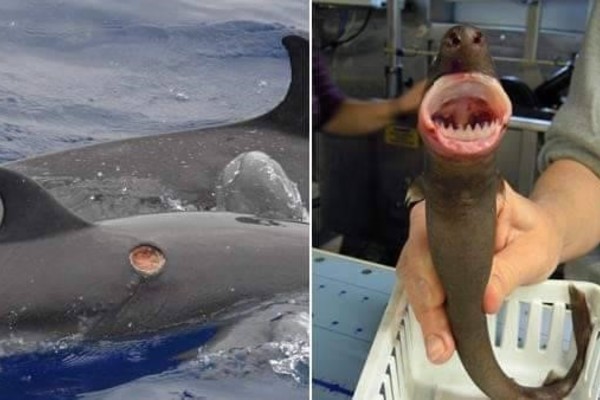 Sinh vật nhỏ xíu có thể dùng răng cắn hỏng tàu ngầm