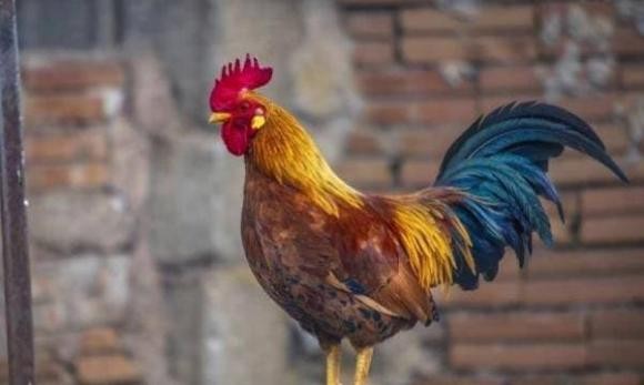 Tuổi Dậu sinh giờ nào sẽ giàu sang phú quý trọn đời