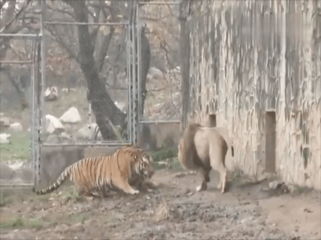 Video: Hổ và sư tử lao vào đại chiến thì bất ngờ xảy ra