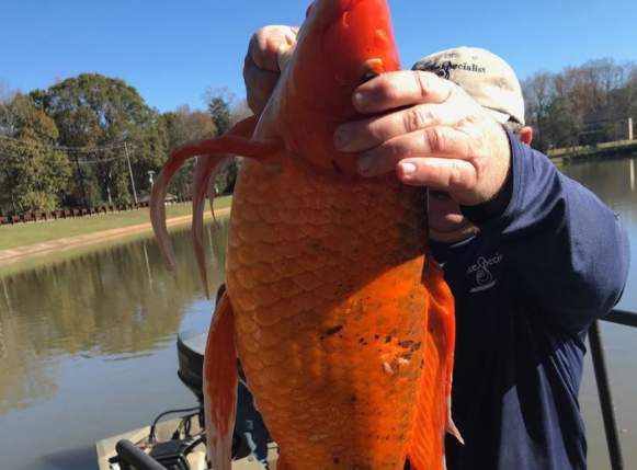 Phát hiện cá vàng khổng lồ ở South Carolina