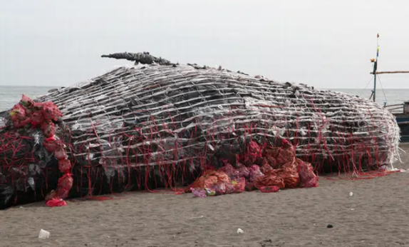 Cá voi khổng lồ chết dạt bờ biển