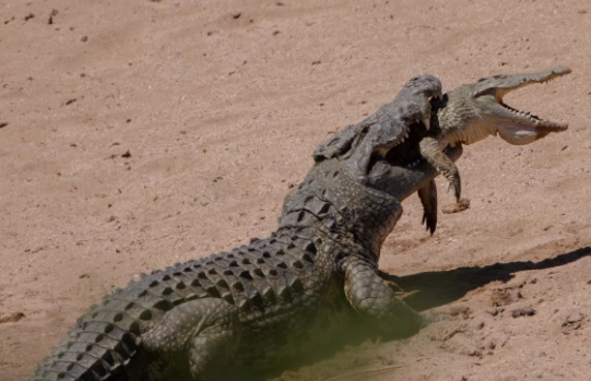 Cá sấu khổng lồ ngoạm đồng loại trong miệng và kéo xuống hồ