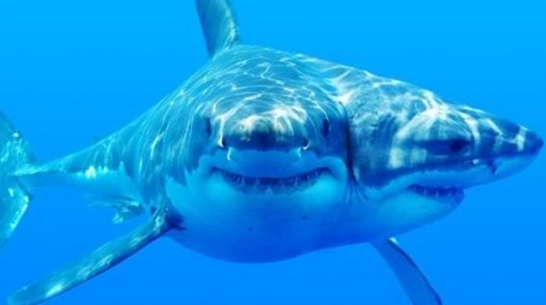 Sự xuất hiện ngày càng nhiều cá mập có hai đầu