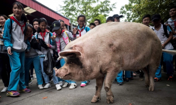 Trung Quốc nhân bản vô tính lợn rừng
