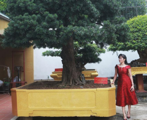 
	Chiêm ngưỡng cây tùng cổ dáng lạ được định giá 1 triệu USD
