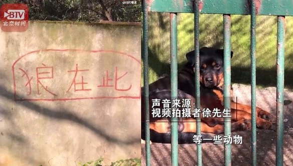Con "sói lạ" trong sở thú ở Trung Quốc