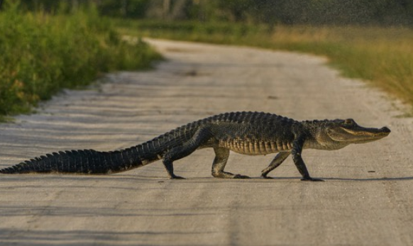 Cá sấu xuất hiện tràn lan ở bang Florida