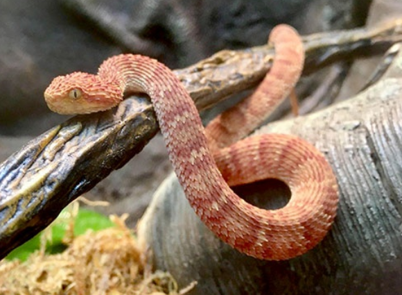 Nhân viên ở sở thú bị rắn độc cắn