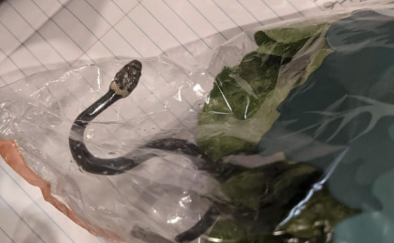 Phát hiện thấy rắn độc trong túi rau diếp được mua từ siêu thị