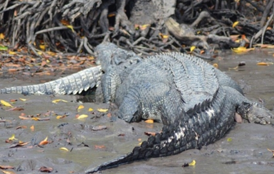 Con cá sấu bị cá sấu khổng lồ ăn thịt