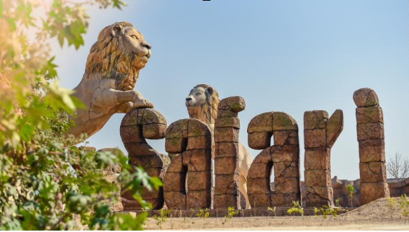 Hàng loạt sư tử ở Ấn Độ mắc Covid-19