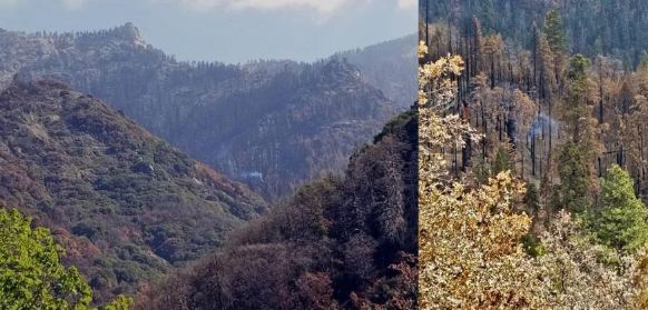 Cây Sequoia khổng lồ vẫn âm ỉ cháy suốt 9 tháng qua