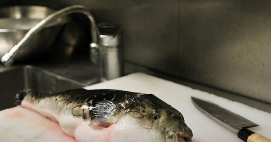 Thứ cá có độc chết người nhưng trở thành món đặc sản ở Nhật Bản