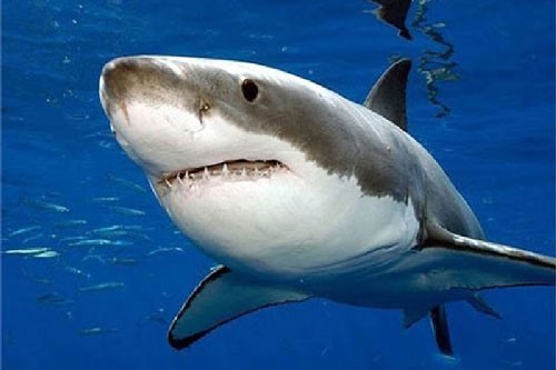 Những sự thật thú vị về loài cá mập