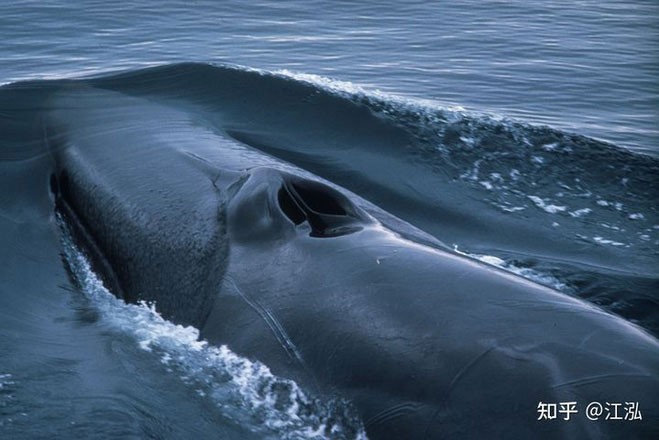Tại sao lỗ mũi của cá voi lại nằm trên đỉnh đầu?
