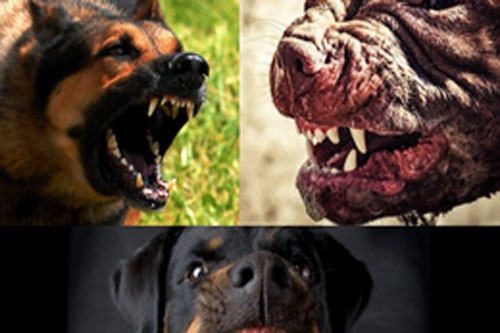 Top 5 loài chó nguy hiểm nhất thế giới