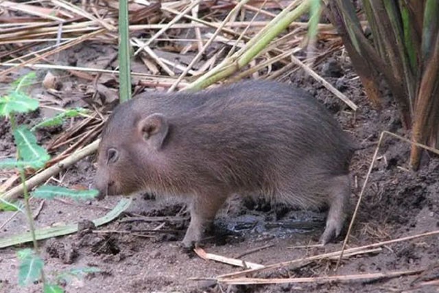 Loài lợn nhỏ nhất thế giới tưởng chừng đã tuyệt chủng