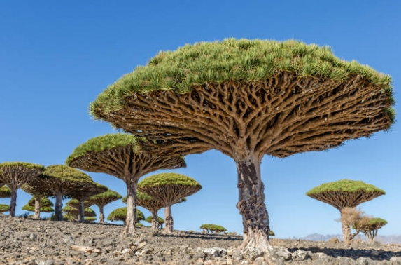 Những loài cây "độc lạ" mà bạn không thể tin chúng tồn tại trên Trái đất