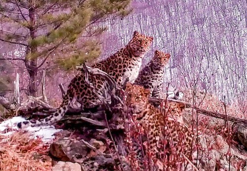 Camera giấu kín chụp được ảnh báo Amur siêu quý hiếm