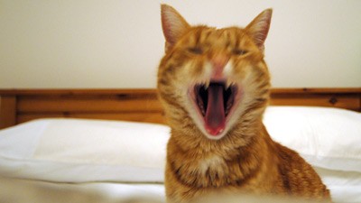 Tại sao mèo kêu như tiếng trẻ khóc? | Công nghệ | TriThucCuocSong.vn