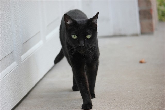Vì sao nói mèo đen mang lại điềm xui xẻo?