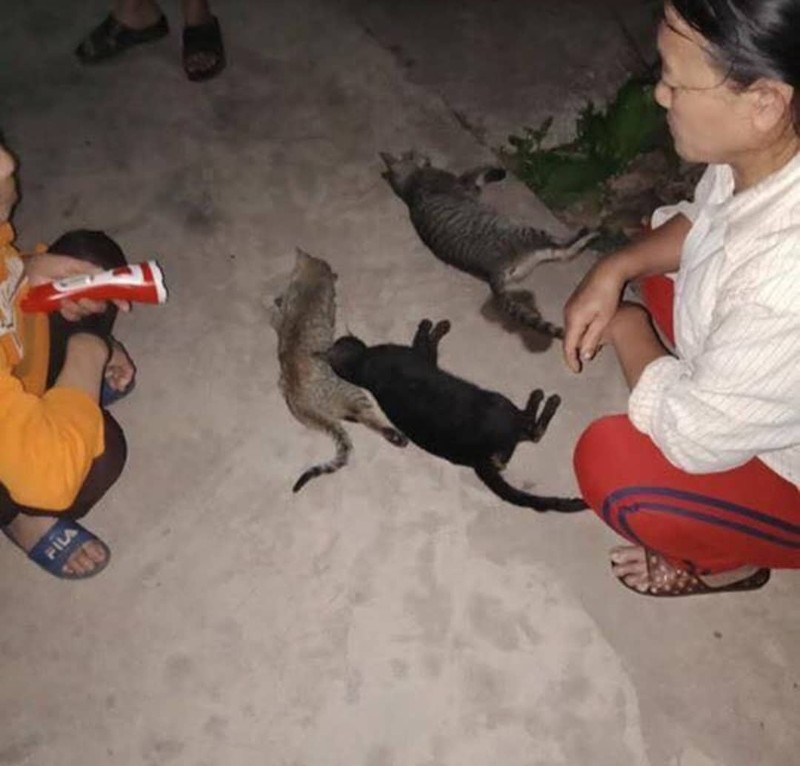 Nam Dinh: Hoang mang truoc viec hang loat meo chet bat thuong
