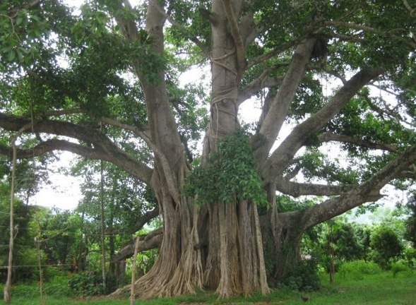 Nhin thay 5 vat ngay ngoai duong, thich den may cung khong duoc nhat ve-Hinh-3