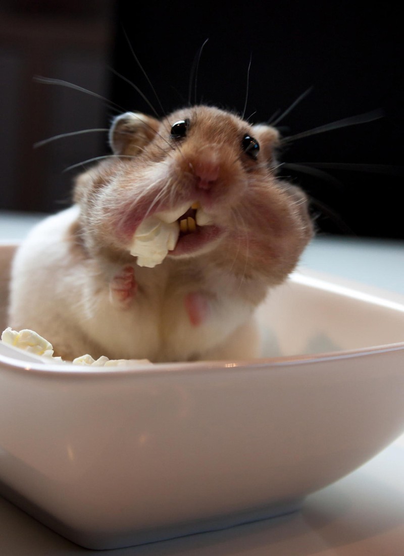 Những Khoảnh Khắc Cực Đáng Yêu Của Chuột Hamster